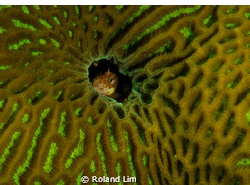Peeping blenney. by Roland Lim 